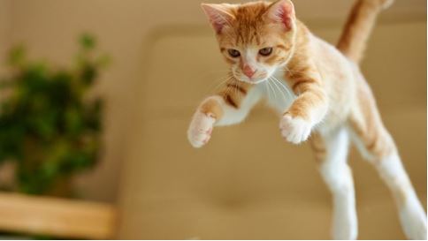 Cat in motion